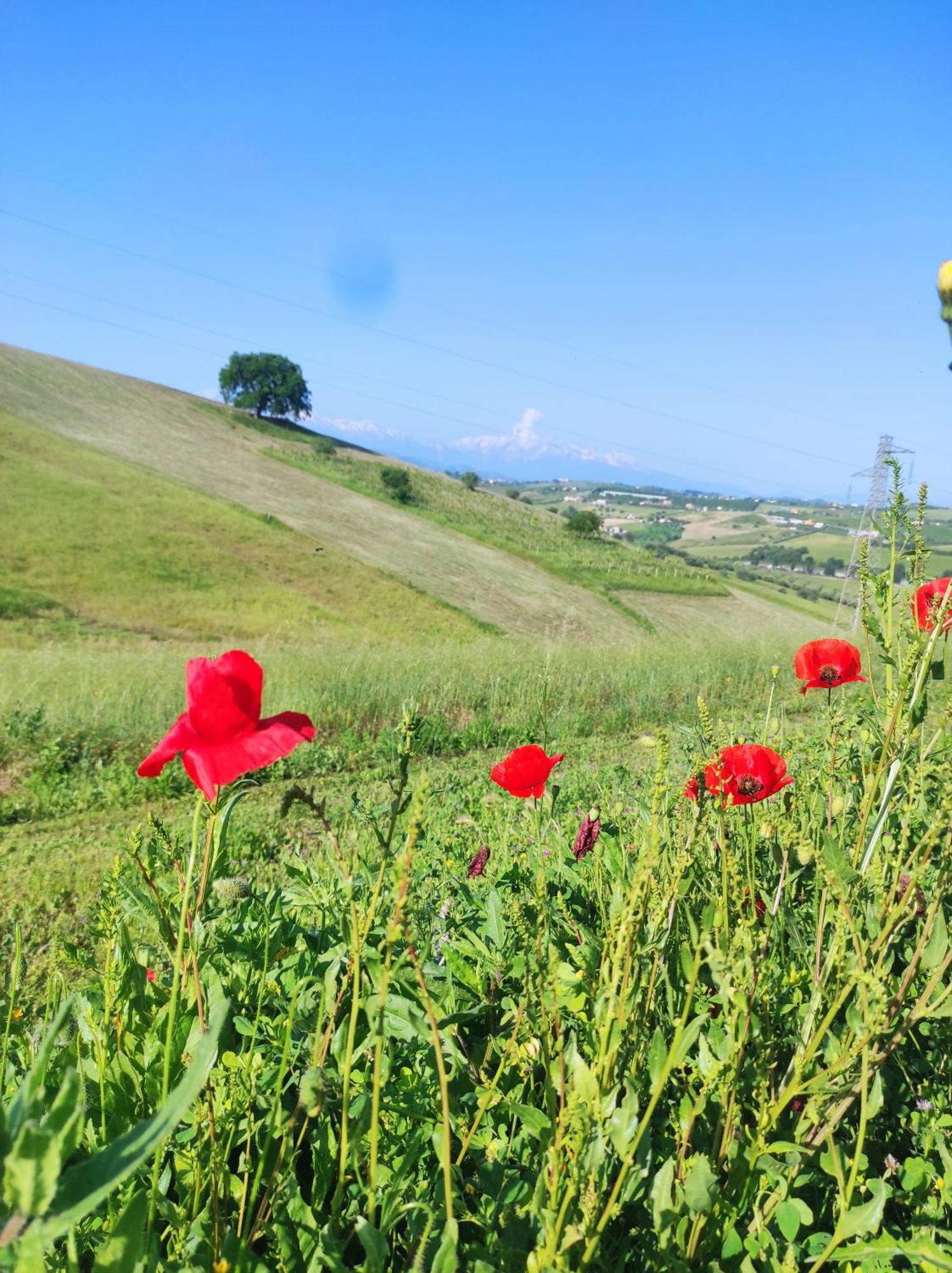 B&B Gli Amici Del Tubarello Roseto Degli Abruzzi Buitenkant foto