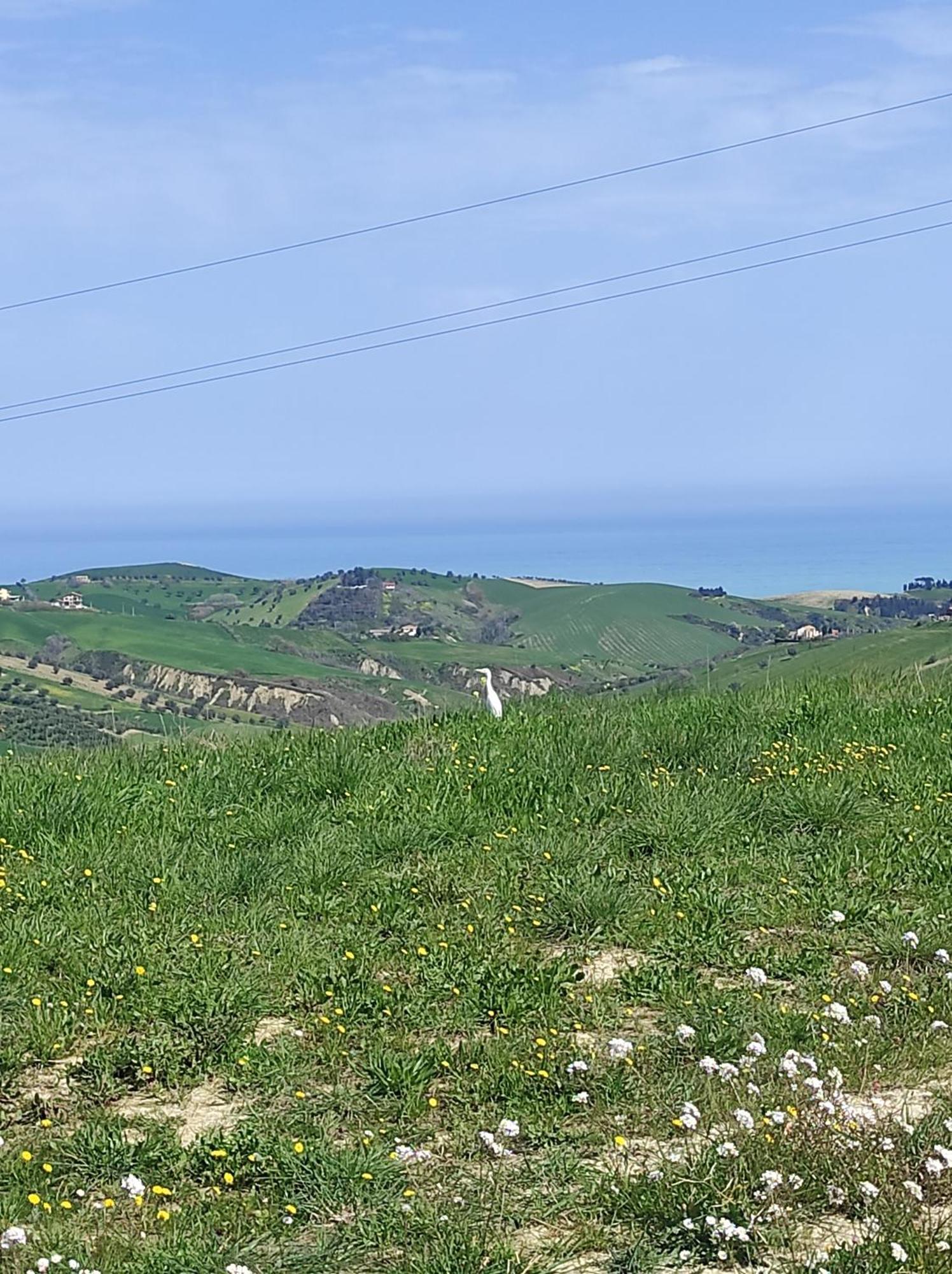 B&B Gli Amici Del Tubarello Roseto Degli Abruzzi Buitenkant foto